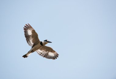 Pied Kingfisher (Ceryle rudis) clipart