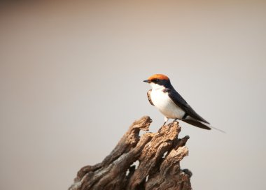 Wire-tailed Swallow (Hirundo smithii) clipart