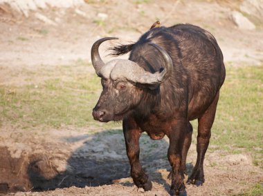 Buffalo (Syncerus caffer) in the wild clipart