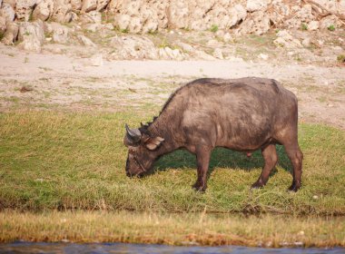 Buffalo (Syncerus caffer) vahşi