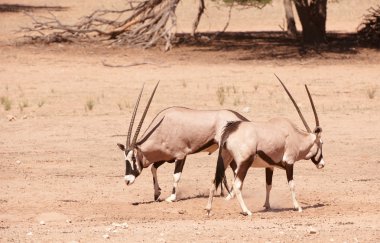 gemsbok grubu