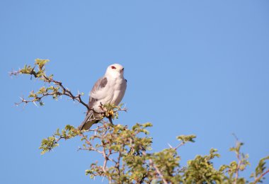 Kara omuzlu çaylak (Elanus caeruleus)