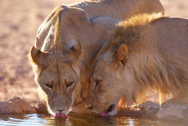 İki lionesses (panthera leo)