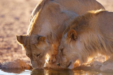 İki lionesses (panthera leo)