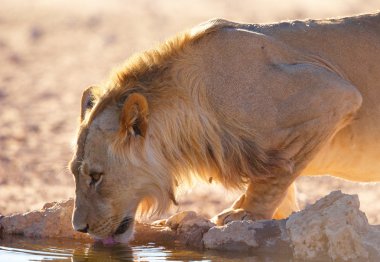 Tek dişi aslan (panthera leo)