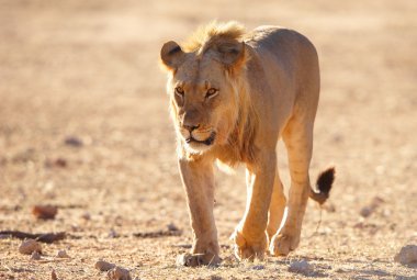 Aslan (panthera leo) Savannah