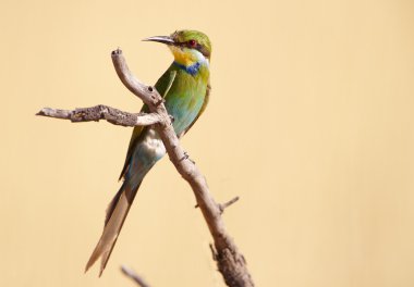 Swallow-tailed Bee-eater clipart