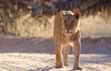 Aslan (panthera leo)