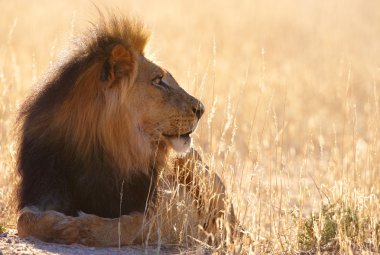 Aslan (panthera leo) Savannah