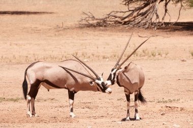 gemsbok grubu