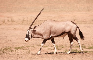 Single Gemsbok (Oryx Gazella) clipart