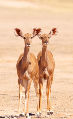 Kudu (yayılım gösterir: Strepsiceros grup)