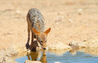 Siyah sırtlı çakal (canis mesomelas)