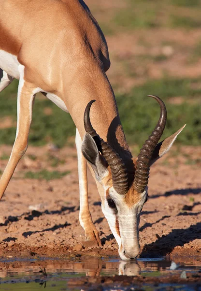 Enda röda impala — Stockfoto
