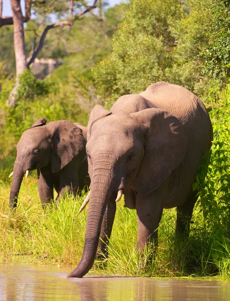 Twee olifanten in Zuid-Afrika — Stockfoto