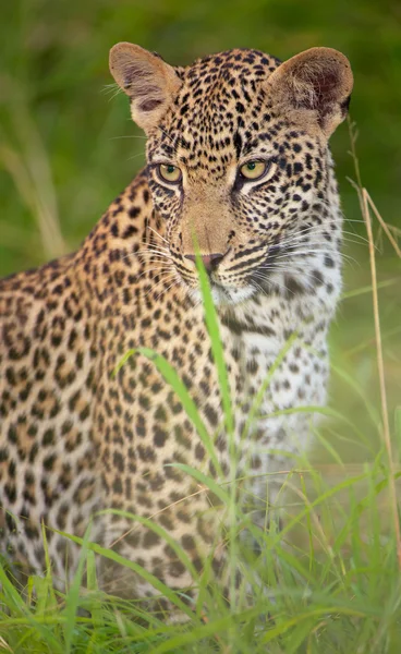 Çimenlere oturup leopar — Stok fotoğraf