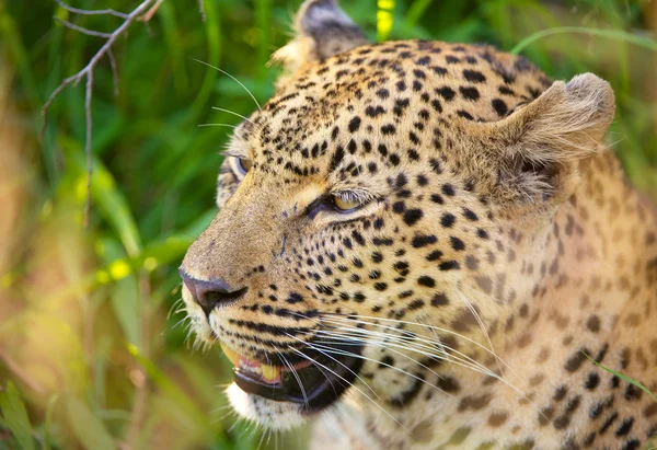 Leopardo seduto nell'erba — Foto Stock
