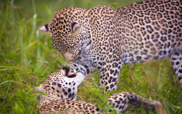 Due leopardi che giocano nella savana — Foto Stock