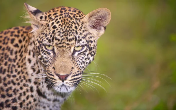Leopardo in piedi nell'erba — Foto Stock