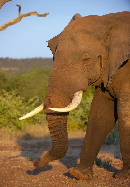 Grande toro elefante in savana — Foto Stock