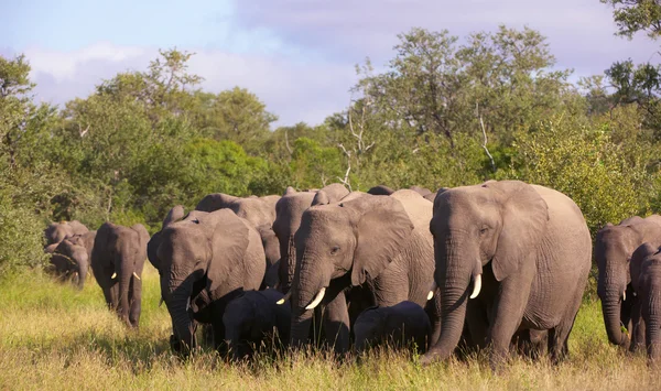 Большое стадо слонов — стоковое фото