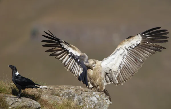 Cape Griffon eller Cape Vulture – stockfoto