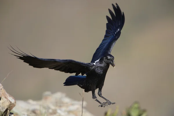 White-necked Raven — Stock Photo, Image