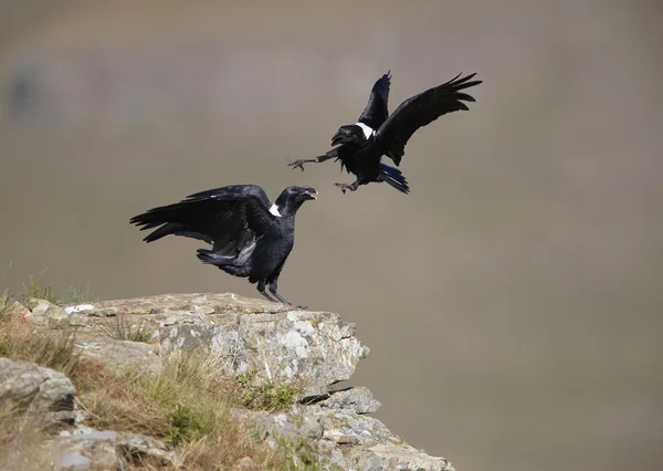 Ravens de cuello blanco — Foto de Stock