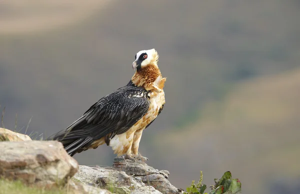Lammergeyer or Bearded Vulture — Stock Photo, Image
