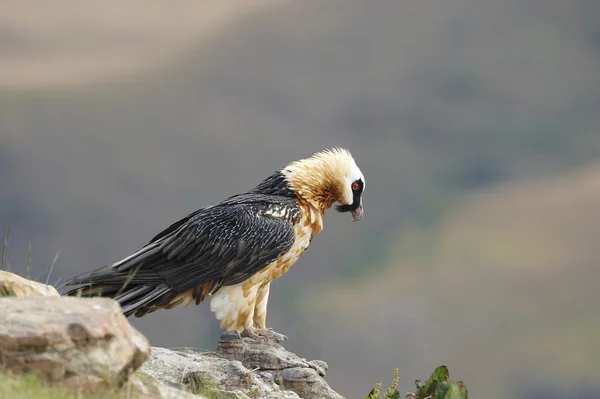 Lammergeyer ou abutre barbudo — Fotografia de Stock