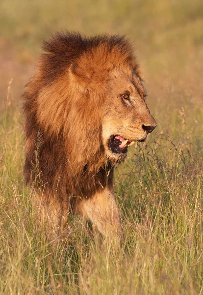Löwe (Panthera leo) in der Savanne — Stockfoto