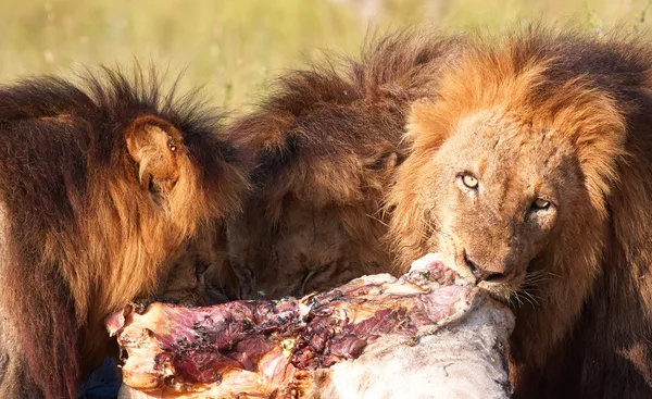 Drei Löwen (Panthera leo) in der Savanne — Stockfoto