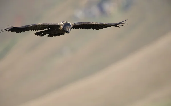 Lammergeyer ou vautour barbu — Photo