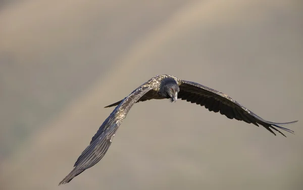 Lammergeyer 또는 수염 독수리 — 스톡 사진