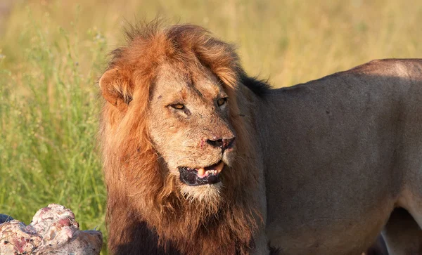 Single Lion (panthera leo) in savannah — Stock Photo, Image
