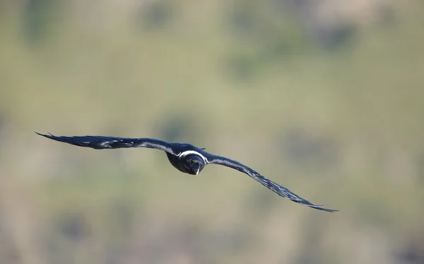 Corvo de pescoço branco — Fotografia de Stock