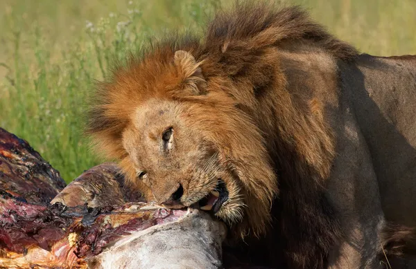 Löwe (Panthera leo) frisst in Savanne — Stockfoto