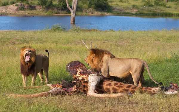 Two Lions (panthera leo) in savannah — Stock Photo, Image