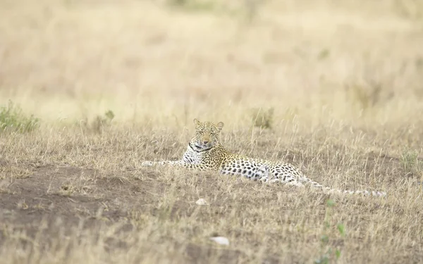 Leopard ruht in Savanne — Stockfoto
