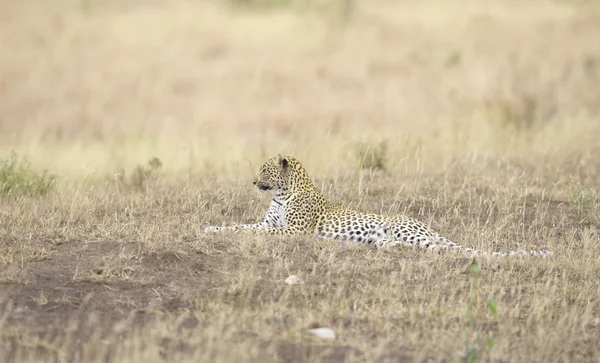 Leopard resting in savannah — Stock Photo, Image