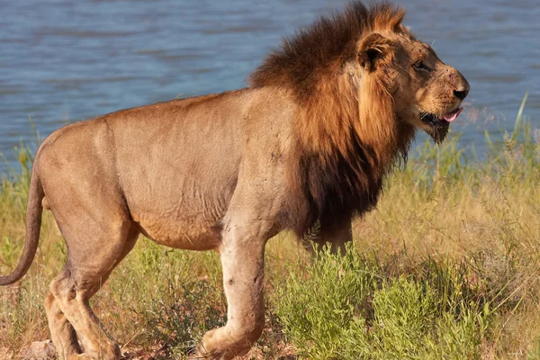 Lion (panthera leo) i savannah — Stockfoto