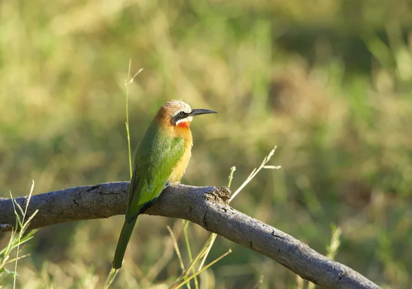 White-fronted Bee-eater — Stock Photo, Image