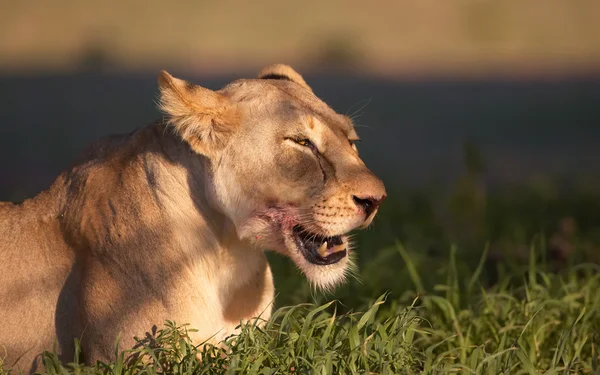 Lion (panthera leo) close-up — Stock Photo, Image