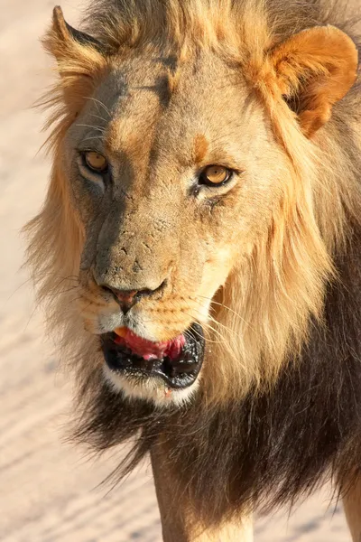 Lion (panthera leo) close-up — Stok Foto
