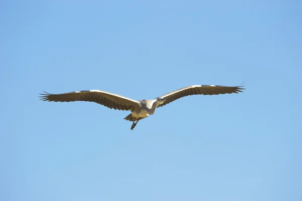 灰鹭鸟 — 图库照片