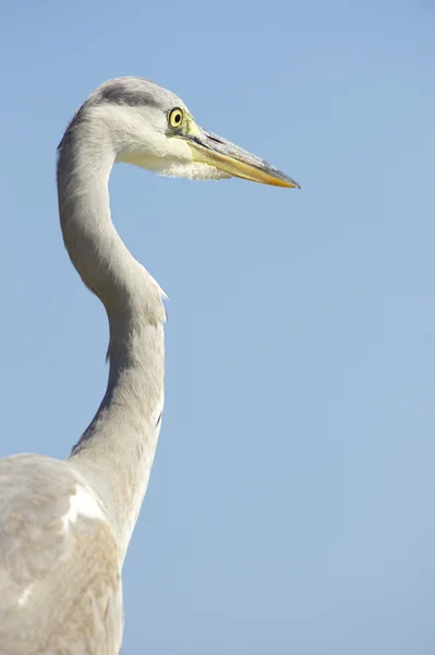 Burung Grey Heron — Stok Foto