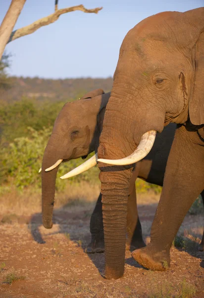 Grande touro elefante com bezerro — Fotografia de Stock