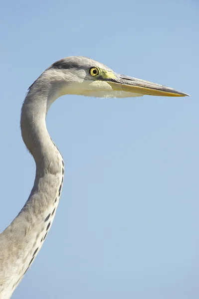 Grey Heron bird — Stock Photo, Image