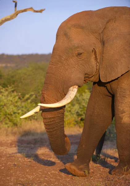 Nagy elefánt bika — Stock Fotó
