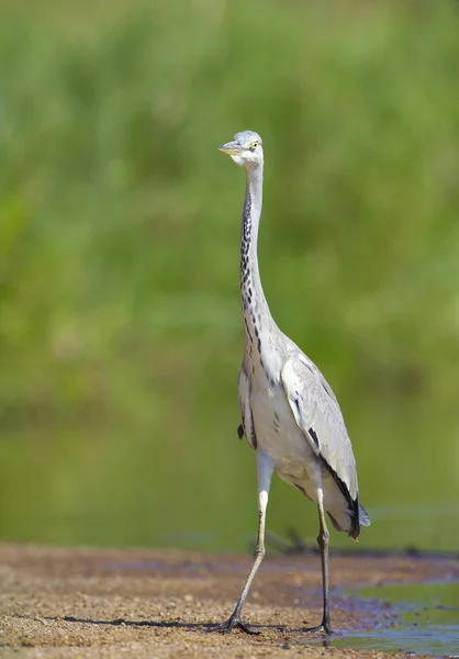 Uccello airone grigio — Foto Stock